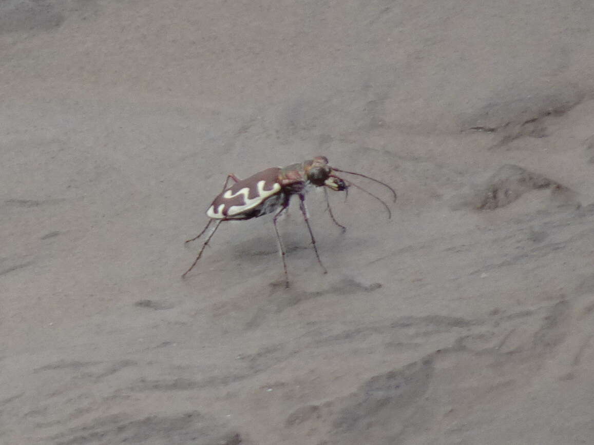 Image of Beach tiger beetle