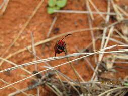 Image of Fire Grid Burnet