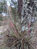 Tillandsia bartramii Elliott的圖片