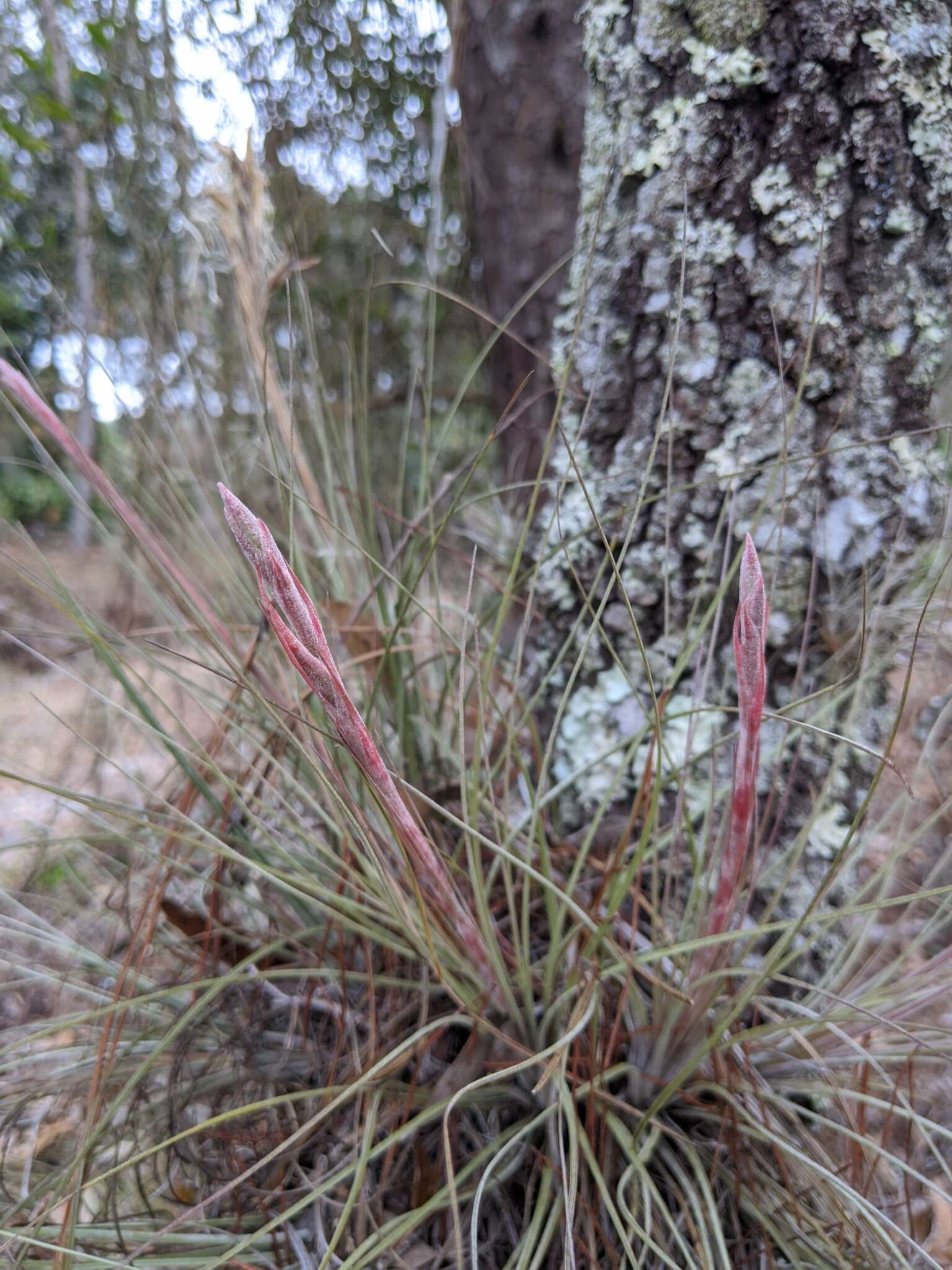 Tillandsia bartramii Elliott的圖片