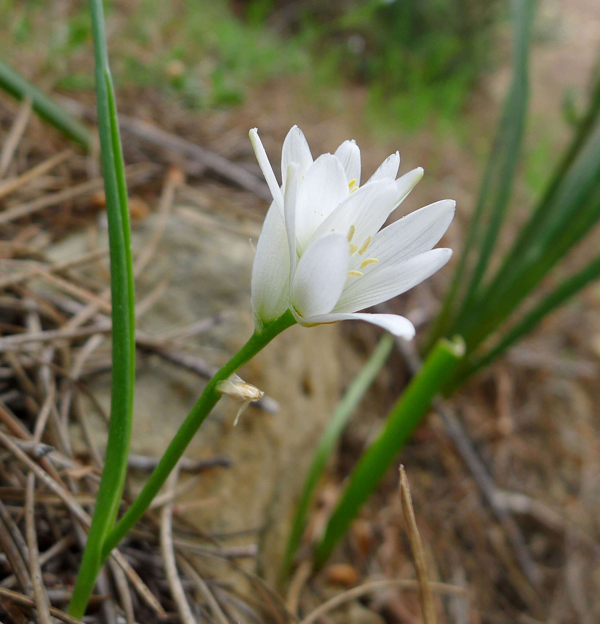 Image of drooping star of Bethlehem