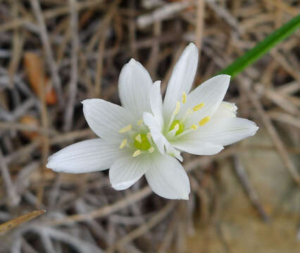 Image of drooping star of Bethlehem