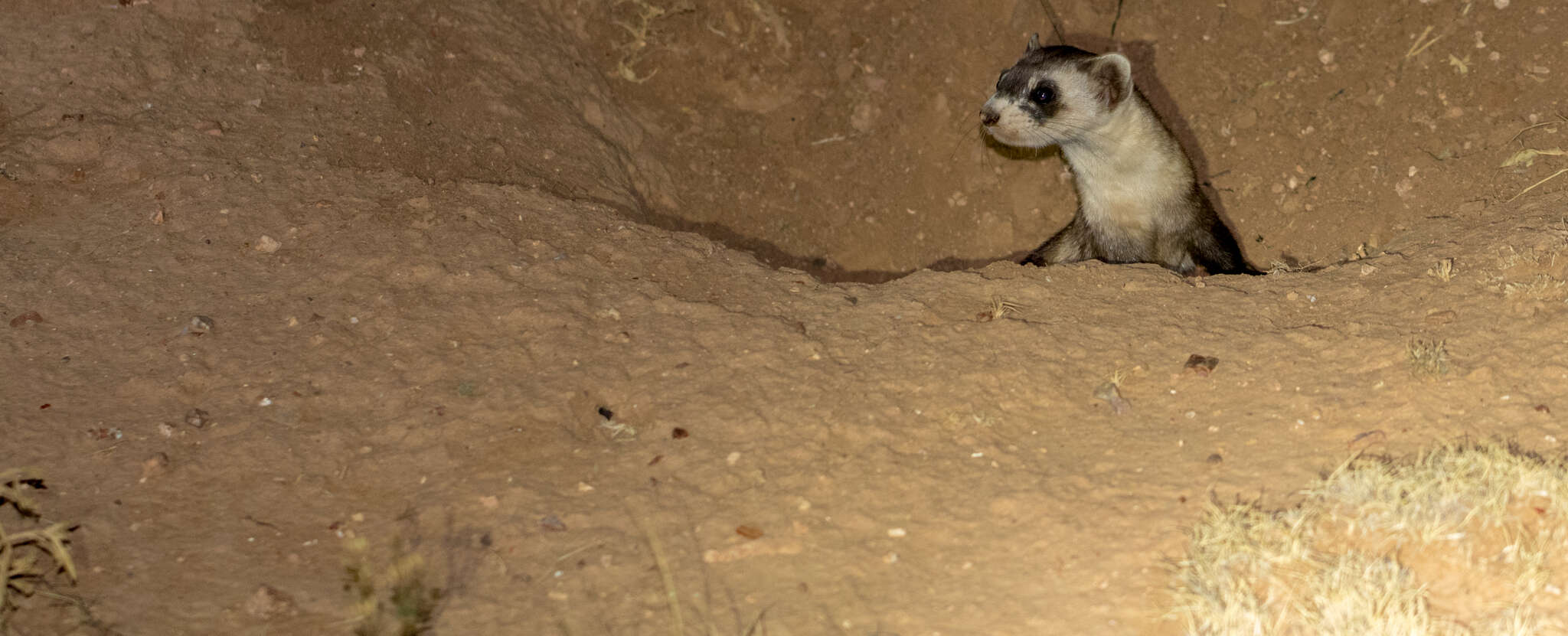 Image of Black-footed Ferret