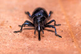 Image of Weevil