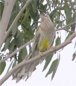 Image of Red Wattlebird