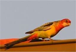 Image of Eastern Rosella