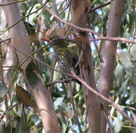 Image of Olive-backed Oriole