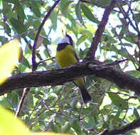 Image of Australian Golden Whistler