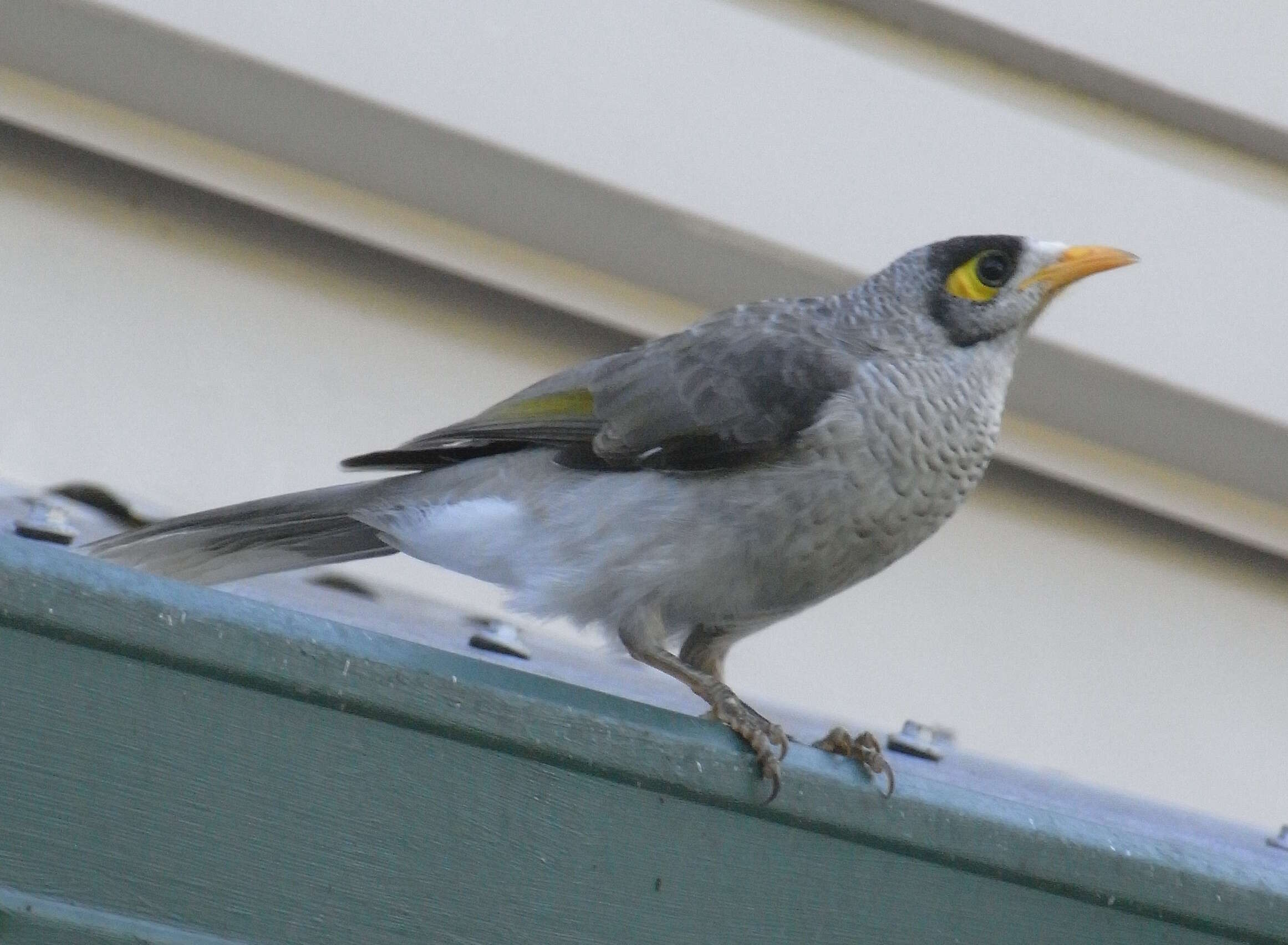 Image of Noisy Miner