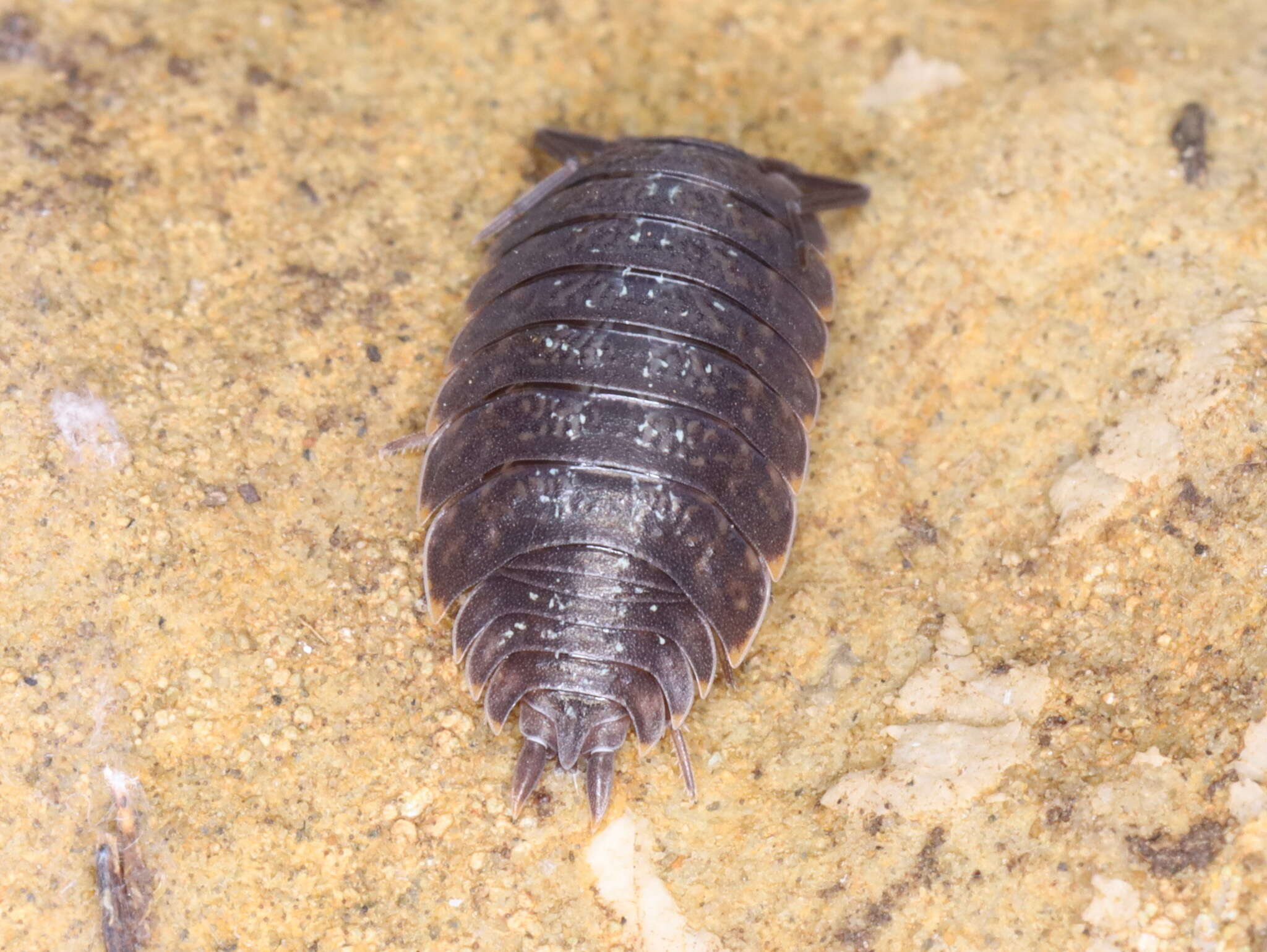 Image of Porcellio monticola Lereboullet 1853