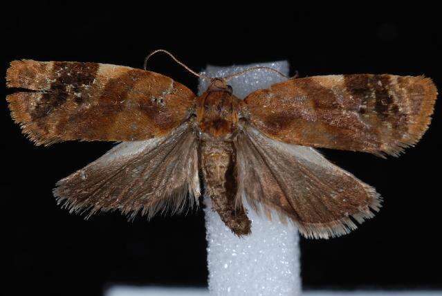 Image of red-barred tortrix