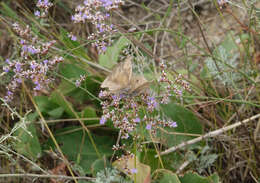 Image of Hyponephele lupinus Costa 1836