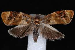 Image of red-barred tortrix