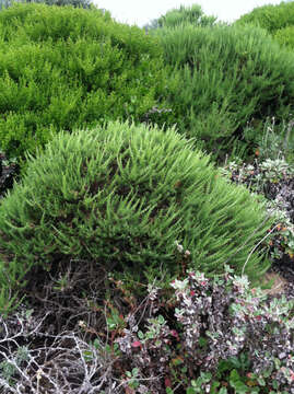 Image of California goldenbush