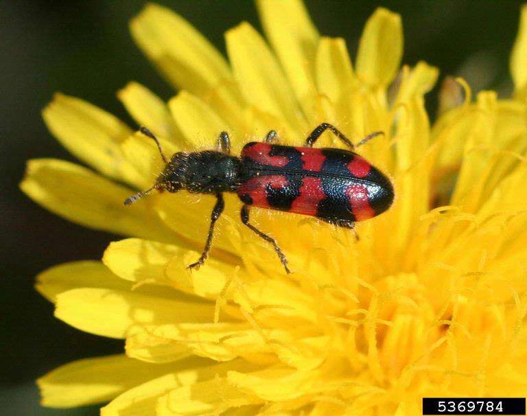 Image of Ornate Checkered Beetle