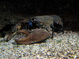 Image of Crayfishes and Lobsters