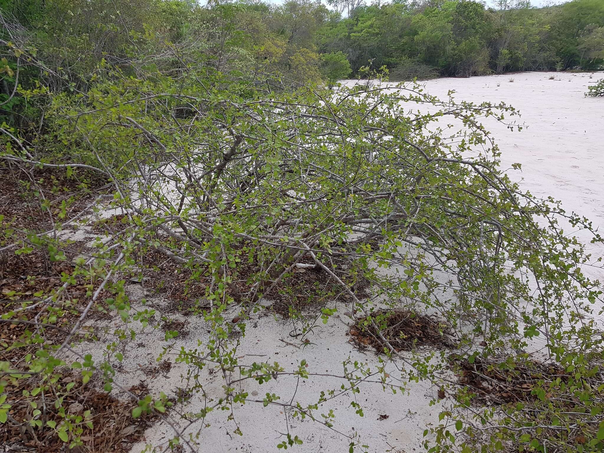 Image of Commiphora orbicularis Engl.