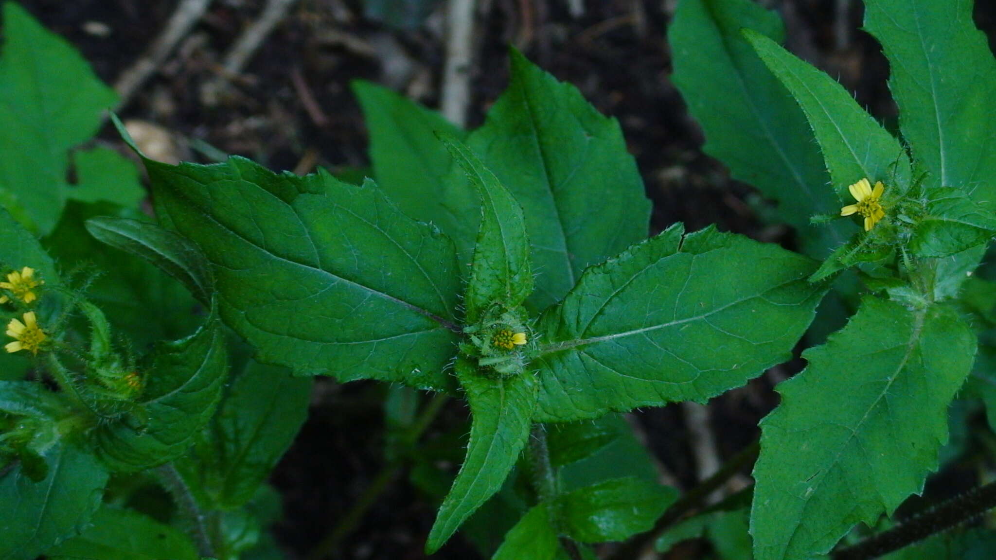 Image of Sigesbeckia jorullensis Kunth