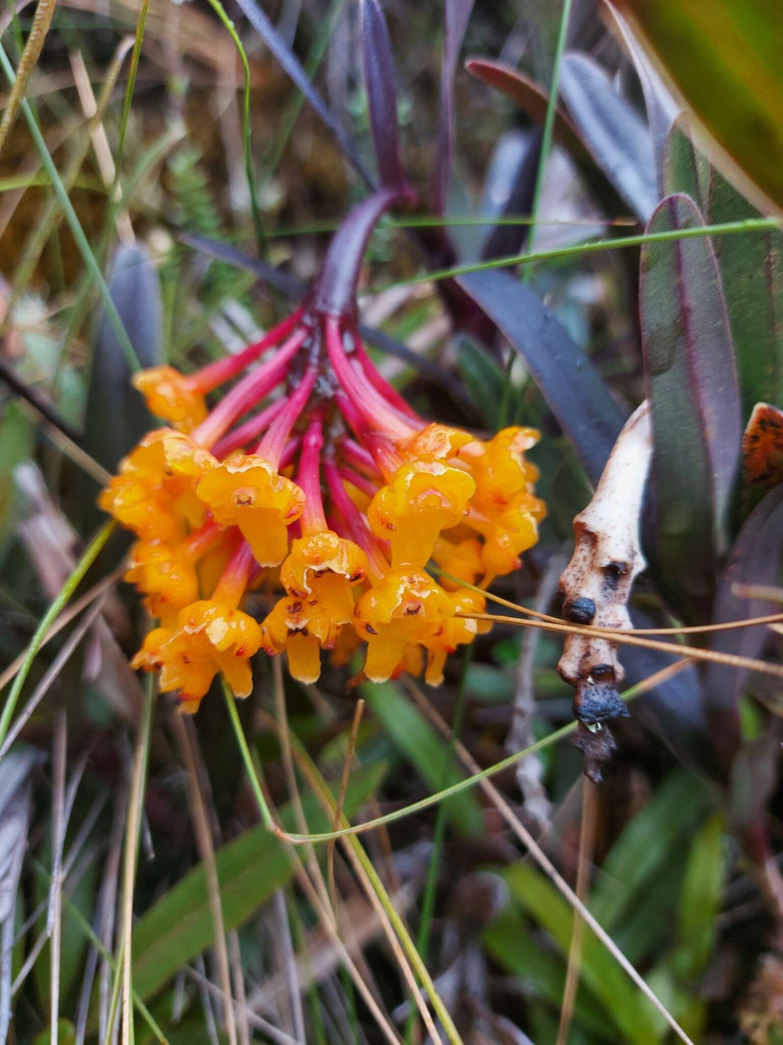 Image of Epidendrum hemiscleria Rchb. fil.