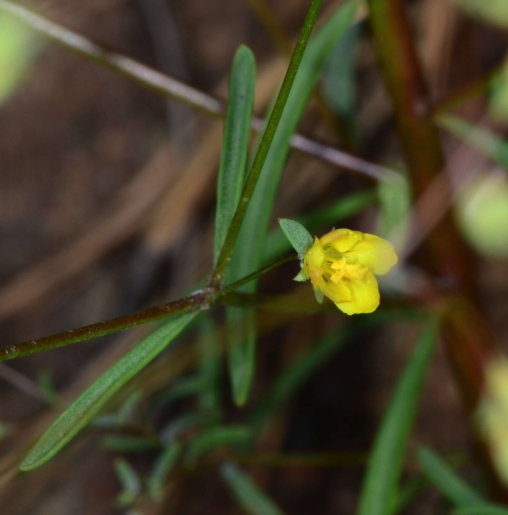 Слика од Hesperolinon clevelandii (Greene) Small