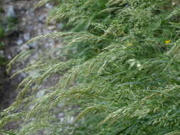 Plancia ëd Achnatherum calamagrostis (L.) P. Beauv.