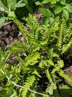 Image of Woodsia polystichoides D. C. Eat.