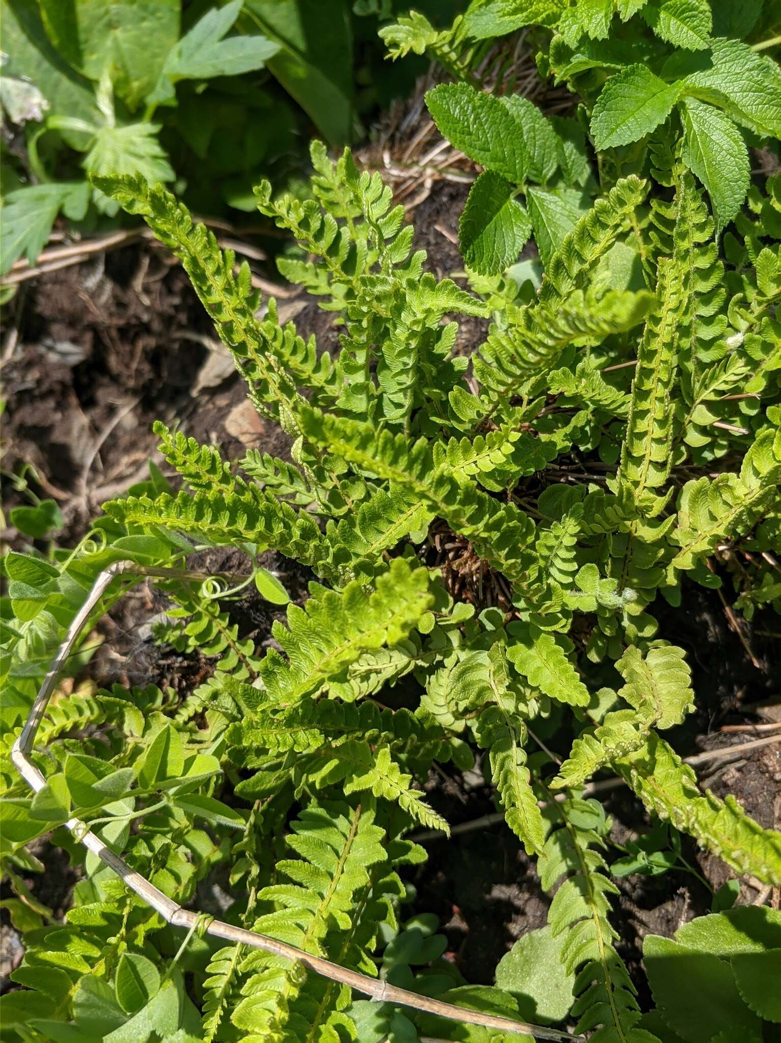 Image of Woodsia polystichoides D. C. Eat.