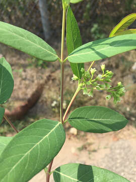 Image of Indian-hemp