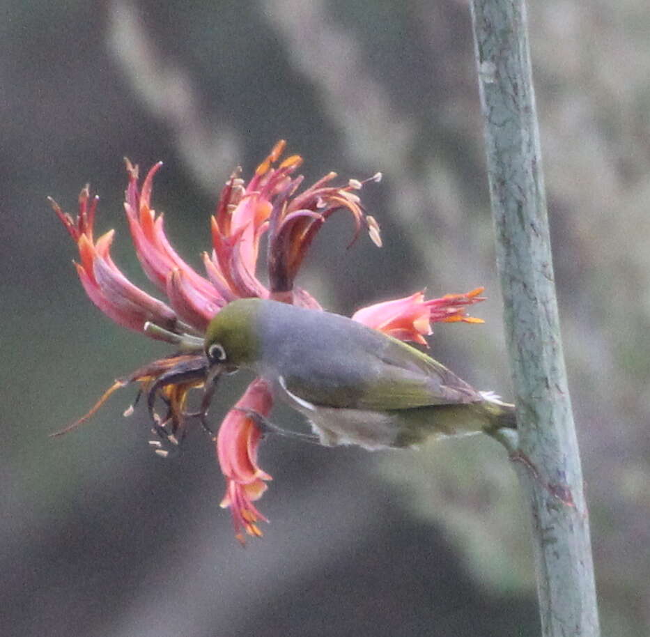 Image of Silvereye