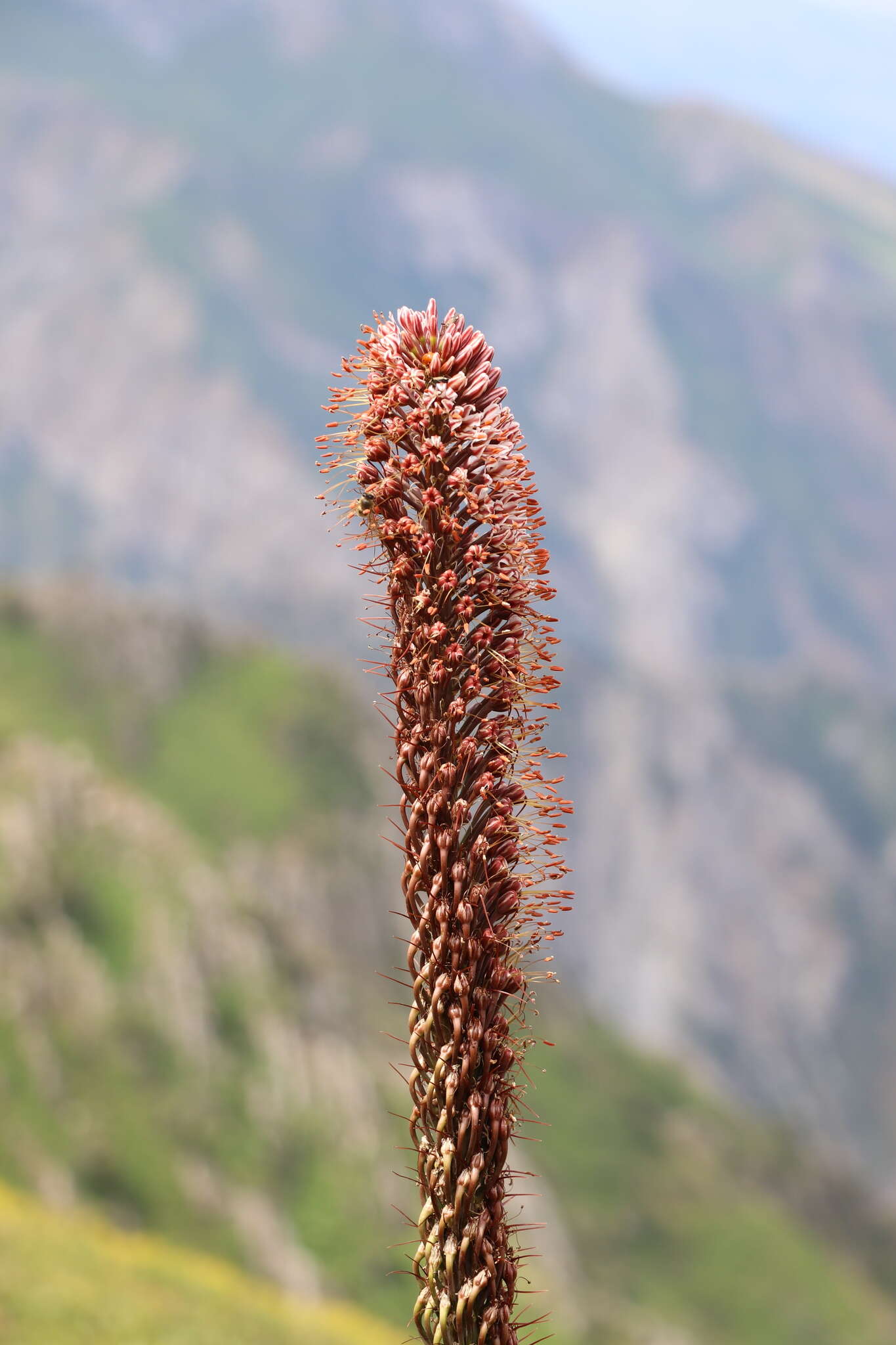 Image of Eremurus regelii Vved.