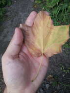 Image of Black Maple