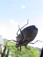 Image of Southern green stink bug