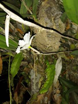 Image de Laelia anceps subsp. dawsonii (J. Anderson) Rolfe