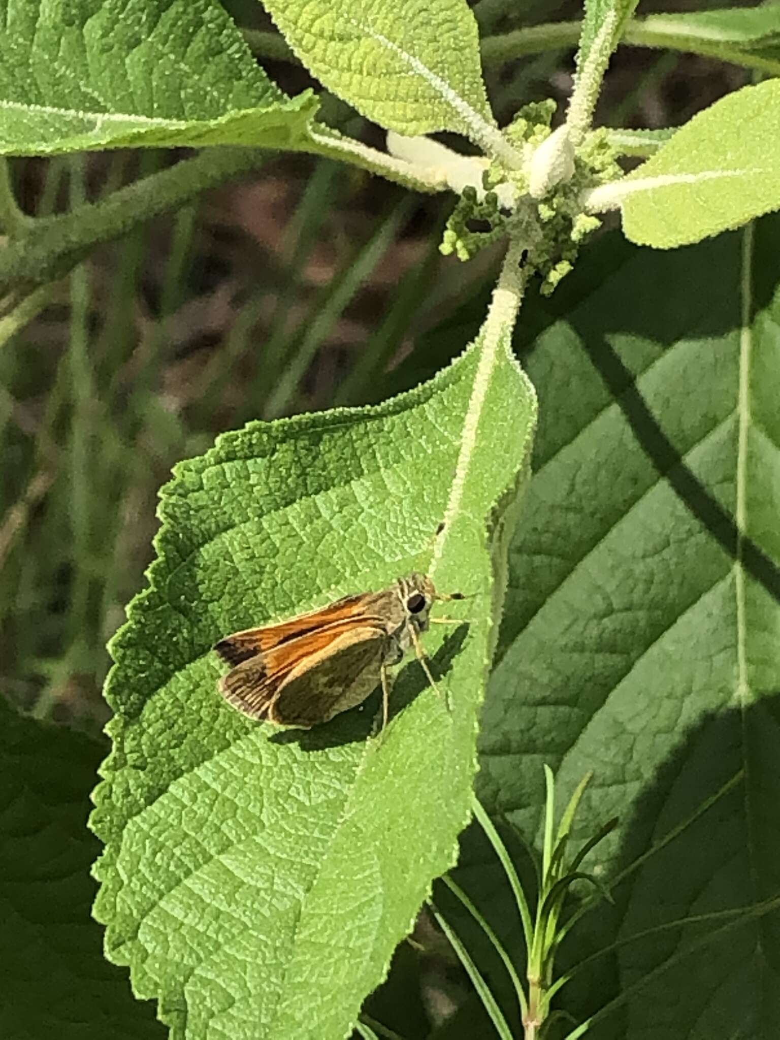 Image of Baracoa skipper