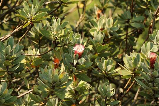 Plancia ëd Protea subvestita N. E. Br.