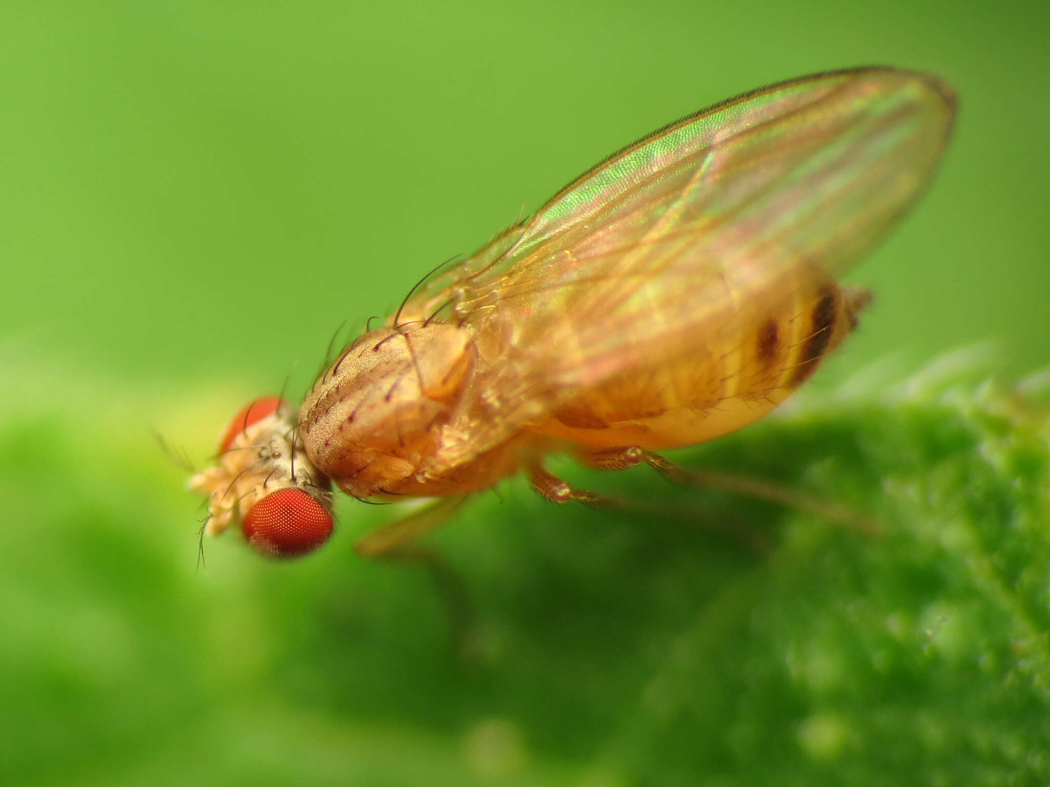 Image of Pomace fly