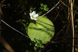 Слика од Nymphoides aquatica (J. F. Gmel.) Kuntze