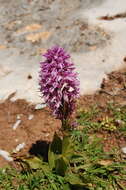 Imagem de Orchis italica Poir.