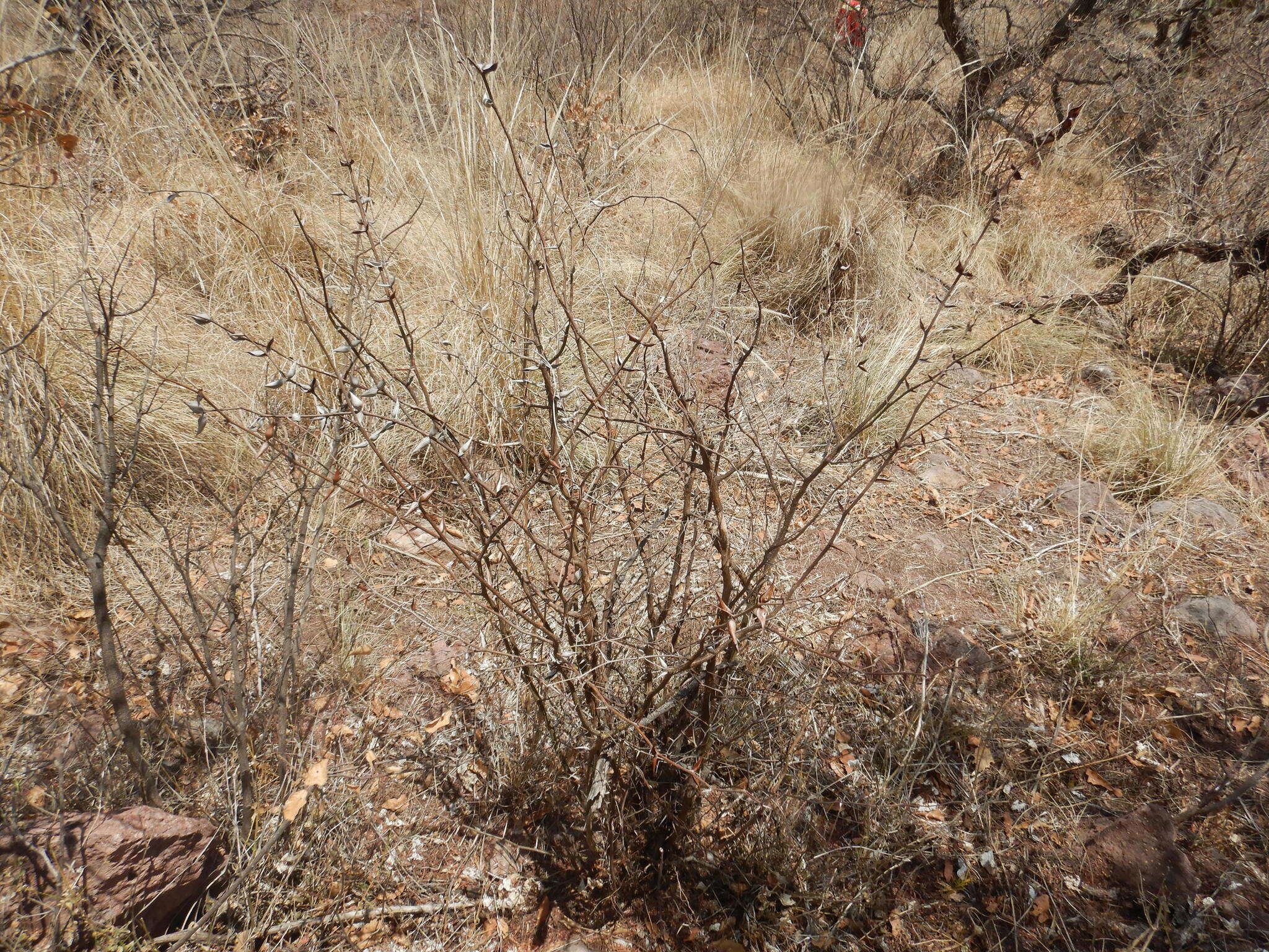 Image of Vachellia campeachiana (Mill.) Seigler & Ebinger