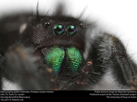 Phidippus audax (Hentz 1845) resmi