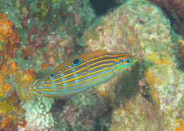 Image of Adorned wrasse