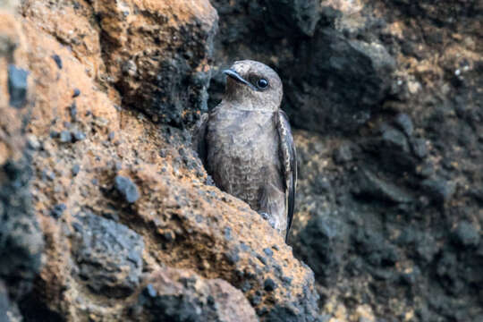 Image de Hirondelle sombre