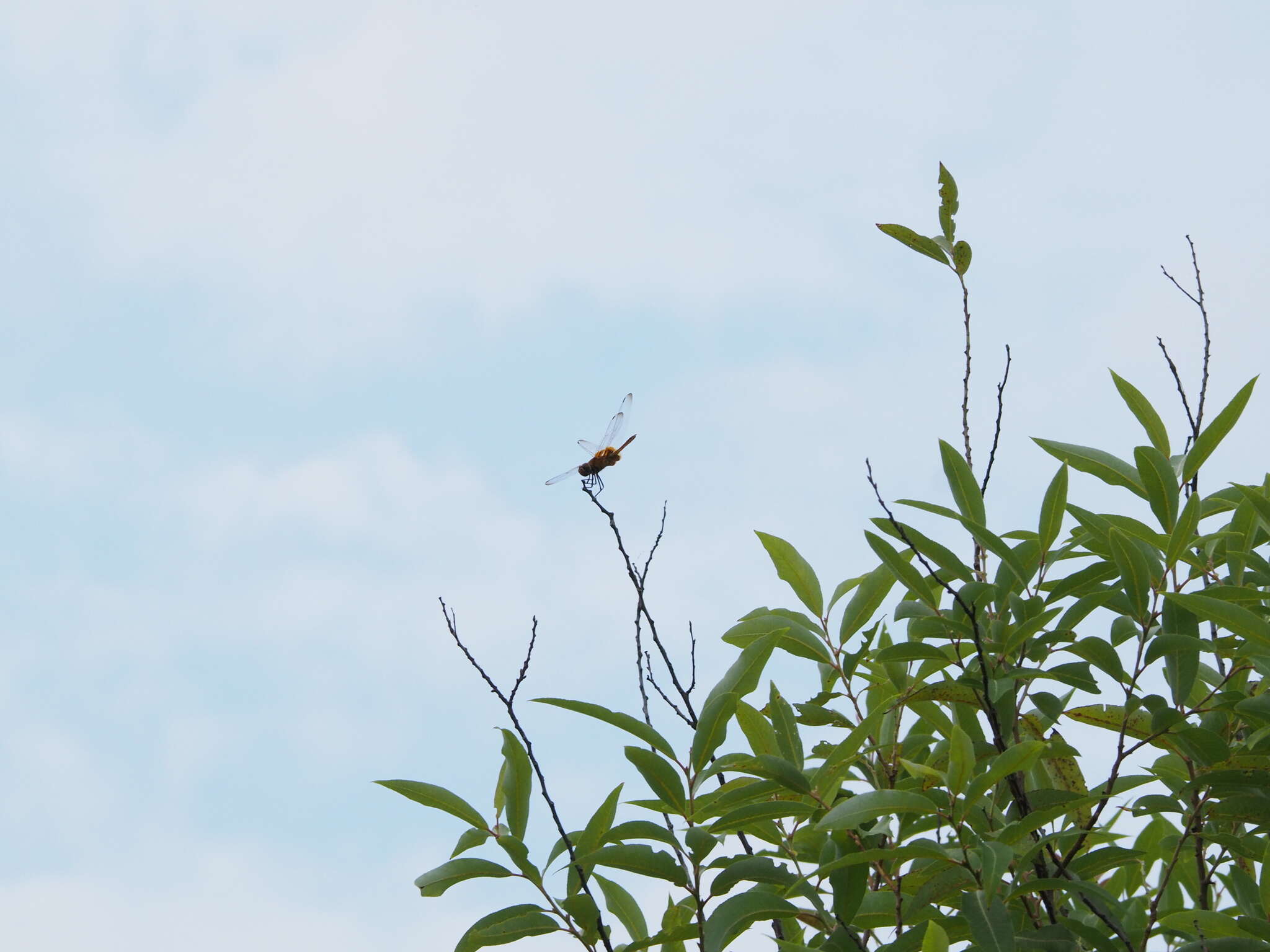 <i>Urothemis signata yiei</i> Asahina 1972 resmi