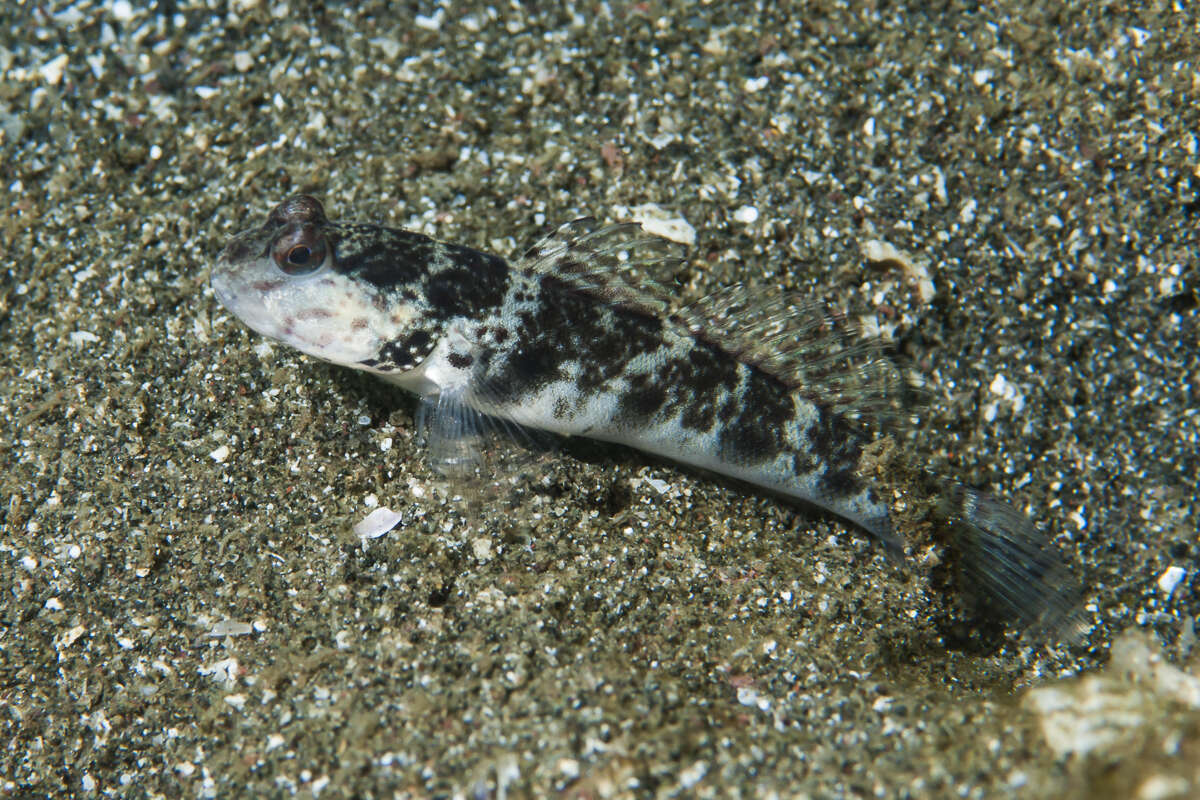 Image of Inexplicable shrimpgoby