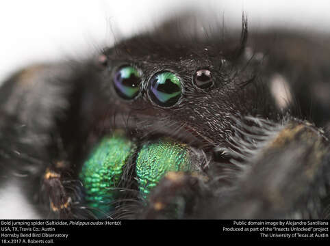 Phidippus audax (Hentz 1845) resmi