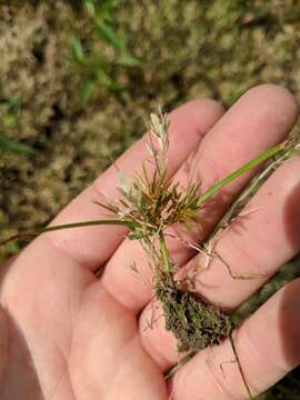 Image of teal lovegrass