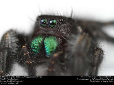 Phidippus audax (Hentz 1845) resmi