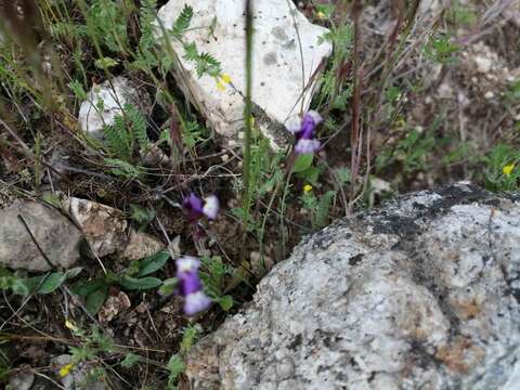 Image of Linaria amethystea (Vent.) Hoffmgg. & Link