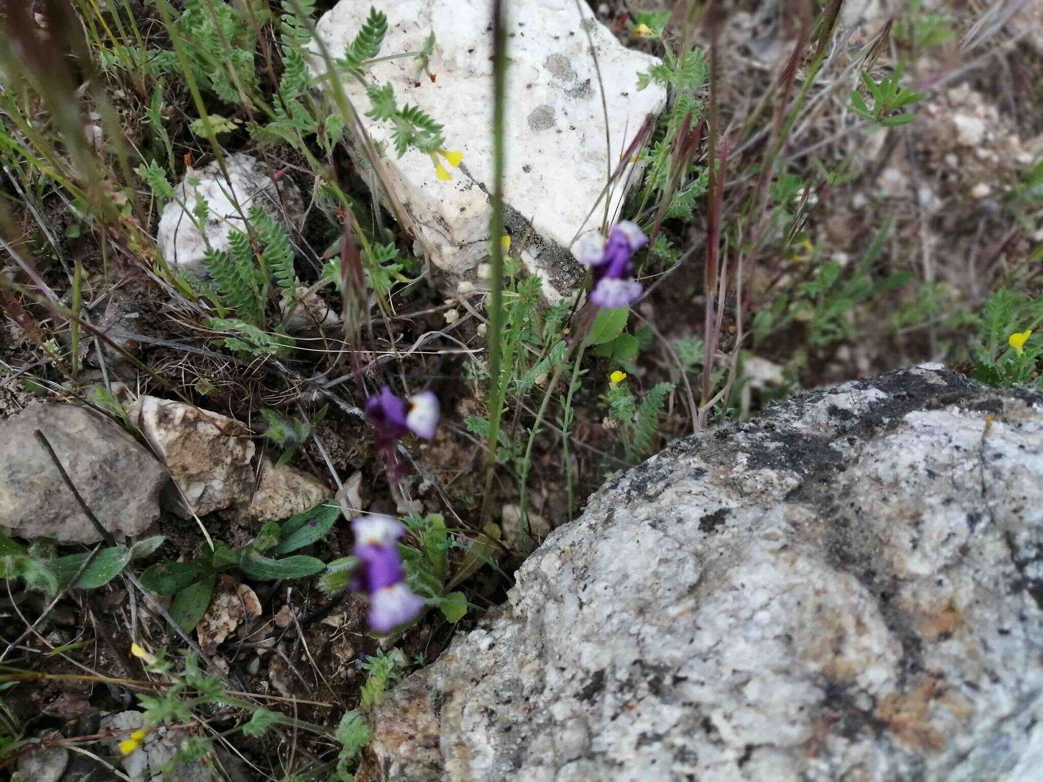 Plancia ëd Linaria amethystea (Vent.) Hoffmgg. & Link