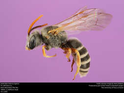 Image of Halictus ligatus Say 1837